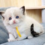 Kito-male-ragdoll-cat-puppy-for-sale-1 (2)