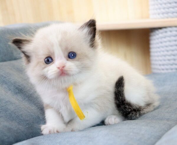Kito Ragdoll