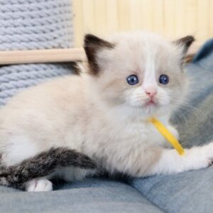 Kito Ragdoll