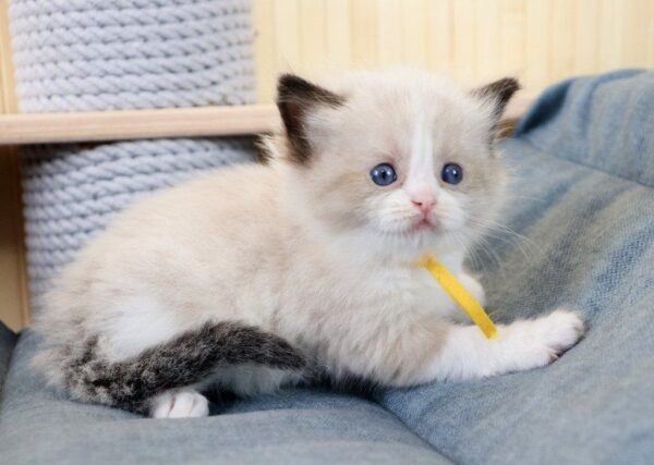 Kito Ragdoll