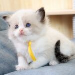Kito-male-ragdoll-cat-puppy-for-sale-1 (4)