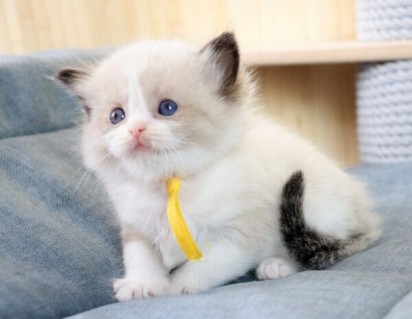 Kito Ragdoll