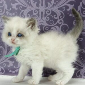 Kvest Ragdoll