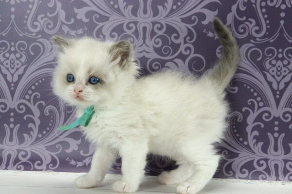 Kvest Ragdoll