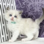 Kvest-male-ragdoll-cat-puppy-for-sale-1 (2)