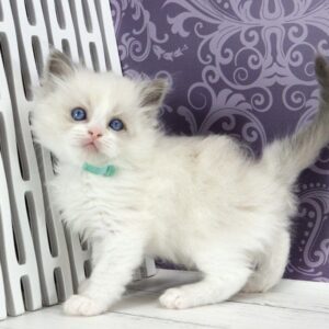 Kvest Ragdoll