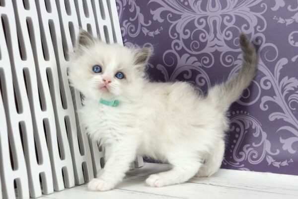 Kvest Ragdoll