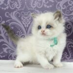 Kvest-male-ragdoll-cat-puppy-for-sale-1 (3)