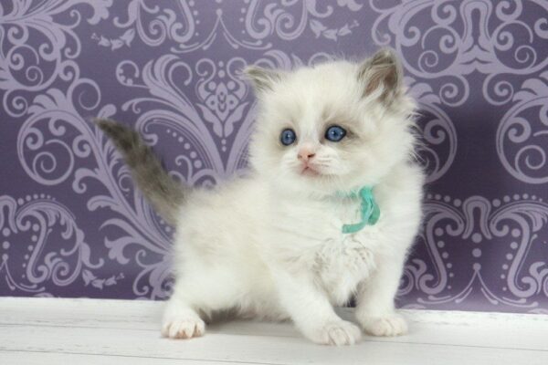 Kvest Ragdoll