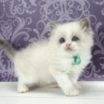 Kvest-male-ragdoll-cat-puppy-for-sale-1 (4)