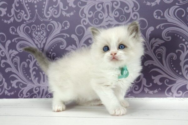 Kvest Ragdoll
