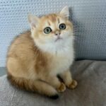Lara-female-British-Shorthair -cat-puppy-for-sale-1 (1)