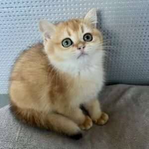Lara British Shorthair