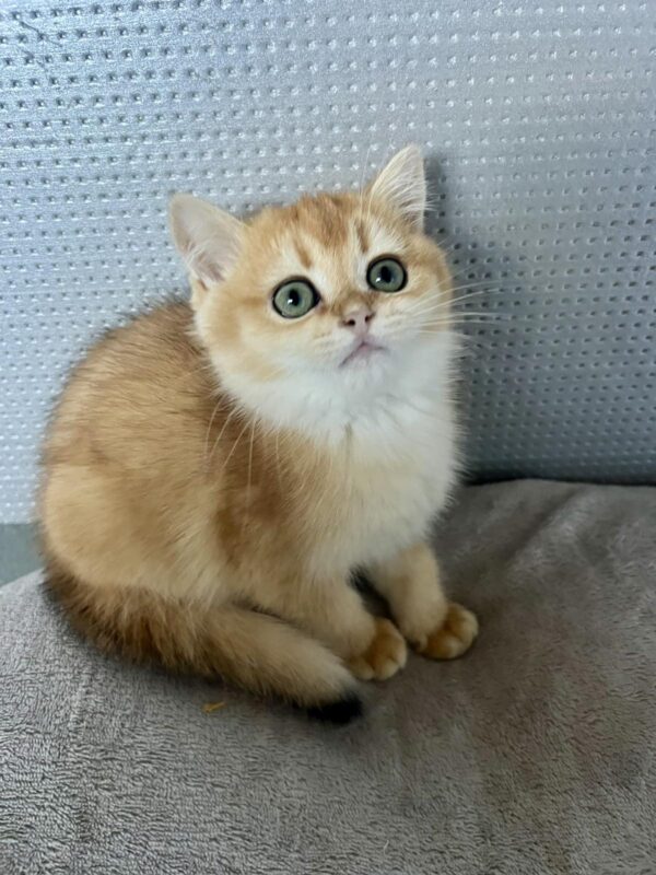 Lara British Shorthair