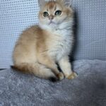 Lara-female-British-Shorthair -cat-puppy-for-sale-1 (2)