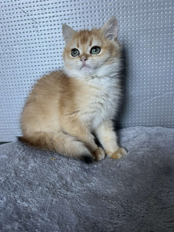 Lara British Shorthair
