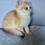 Lara-female-British-Shorthair -cat-puppy-for-sale-1 (3)