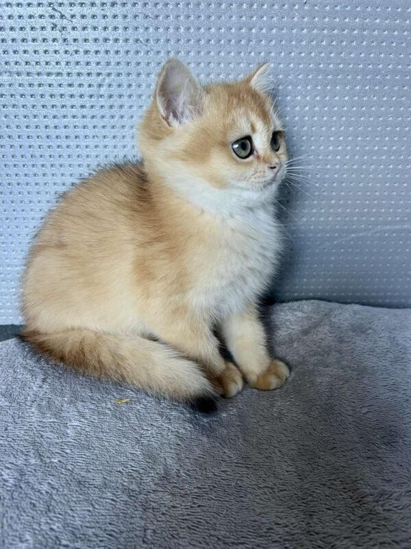 Lara British Shorthair