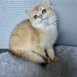 Lara-female-British-Shorthair -cat-puppy-for-sale-1 (4)