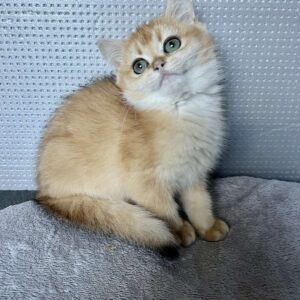 Lara British Shorthair