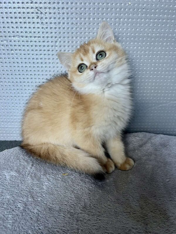 Lara British Shorthair