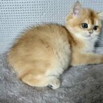 Lisa-female-British-Shorthair -cat-puppy-for-sale-1 (1)