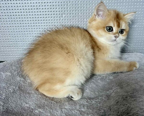 Lisa British Shorthair Lisa British Shorthair
