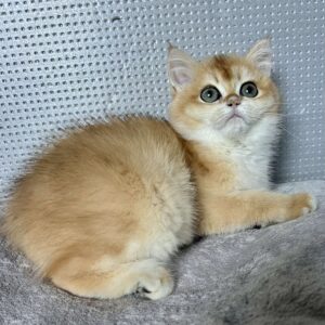 Lisa British Shorthair
