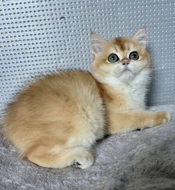 Lisa British Shorthair Lisa British Shorthair