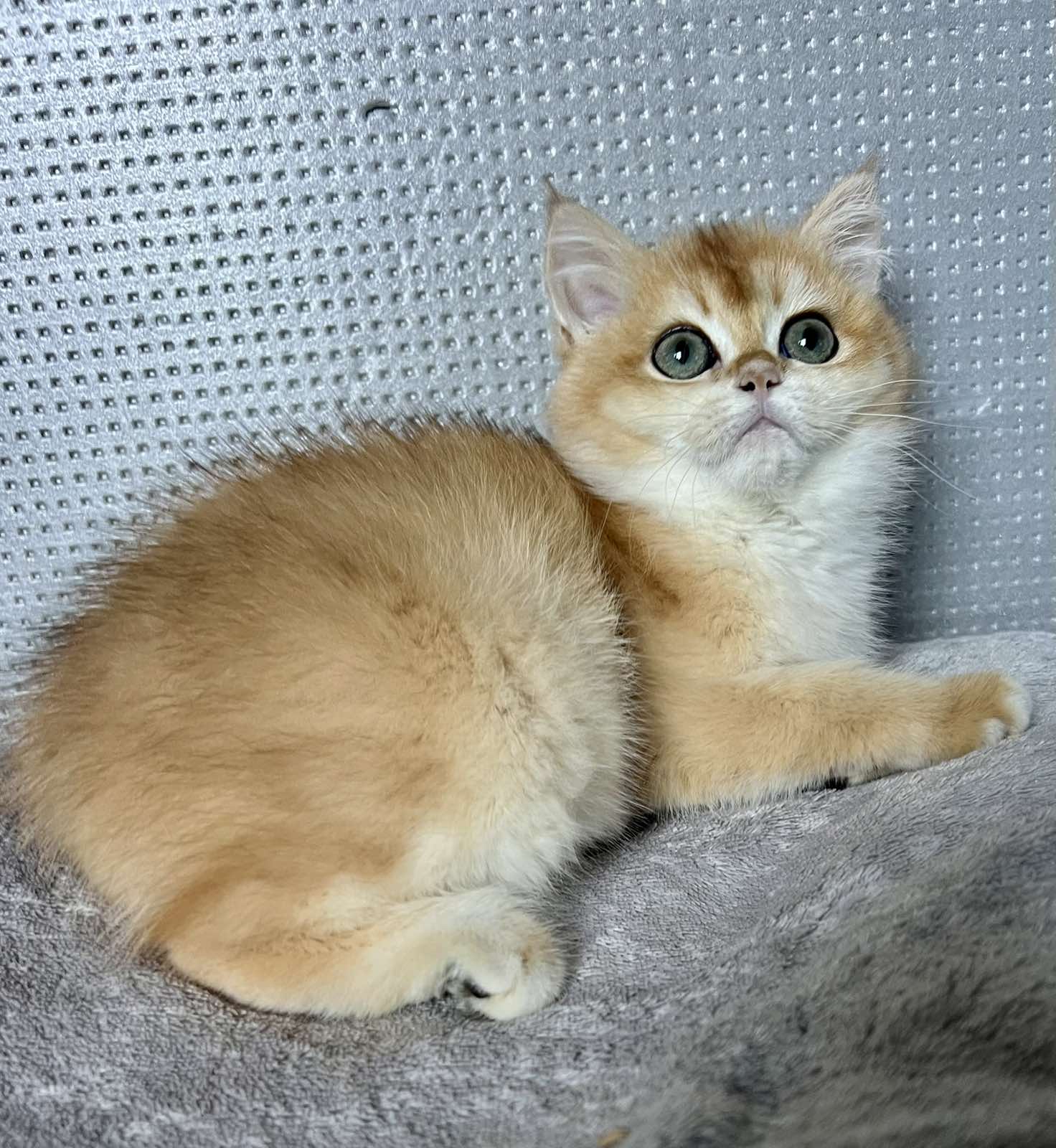 Lisa British Shorthair