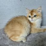 Lisa-female-British-Shorthair -cat-puppy-for-sale-1 (3)