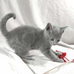 Malvina-female-Russian-Blue-cat-puppy-for-sale-1 (1)