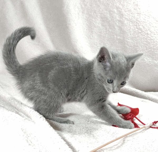Malvina Russian Blue