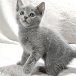 Fiona Russian Blue