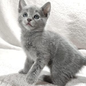 Malvina Russian Blue