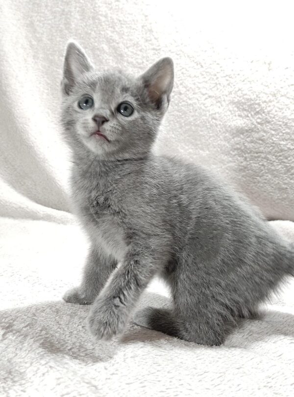Malvina Russian Blue