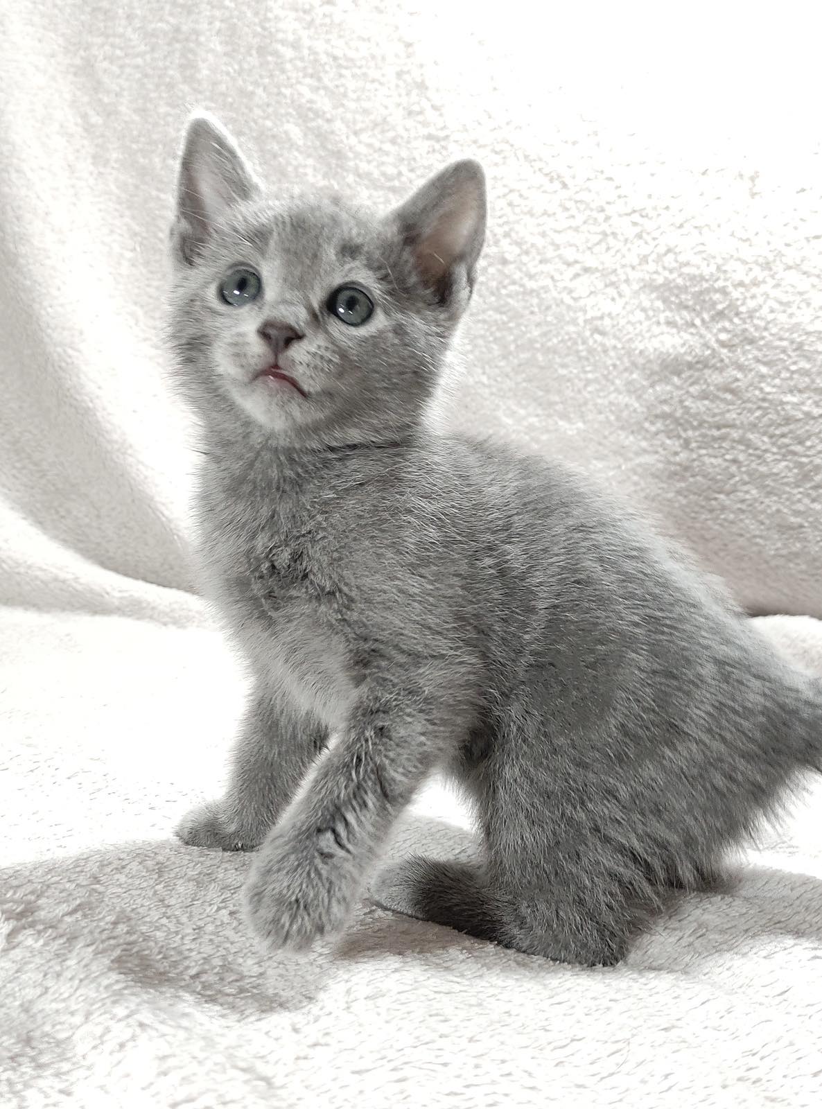 Malvina Russian Blue