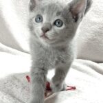 Malvina-female-Russian-Blue-cat-puppy-for-sale-1 (3)