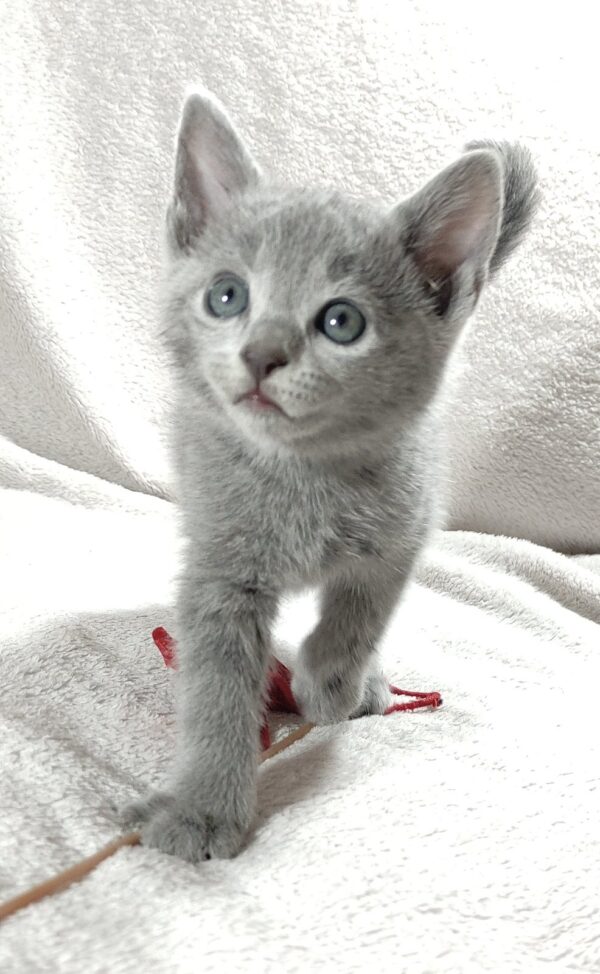 Malvina Russian Blue