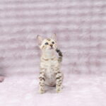 Pako-male-bengal-cat-puppy-for-sale-1 (1)