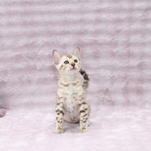 Pako Bengal