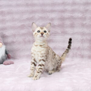 Pako Bengal