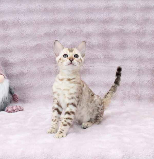Pako Bengal