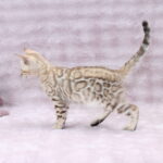 Pako-male-bengal-cat-puppy-for-sale-1 (3)