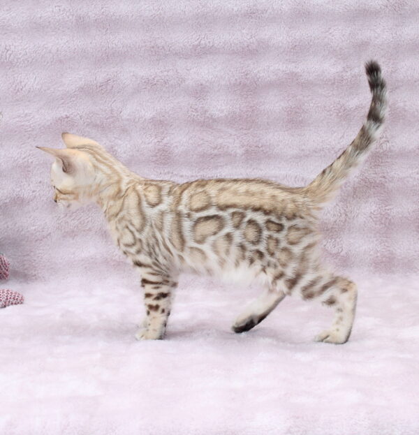 Pako Bengal