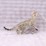 Pako-male-bengal-cat-puppy-for-sale-1 (4)