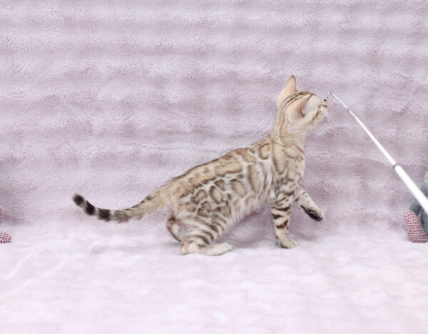 Pako Bengal