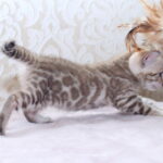 Parker-male-bengal-cat-puppy-for-sale-1 (1)