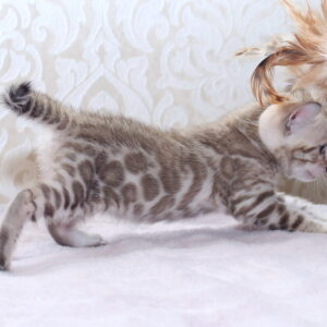 Parker Bengal