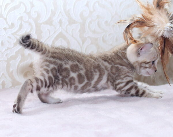 Parker Bengal Parker Bengal